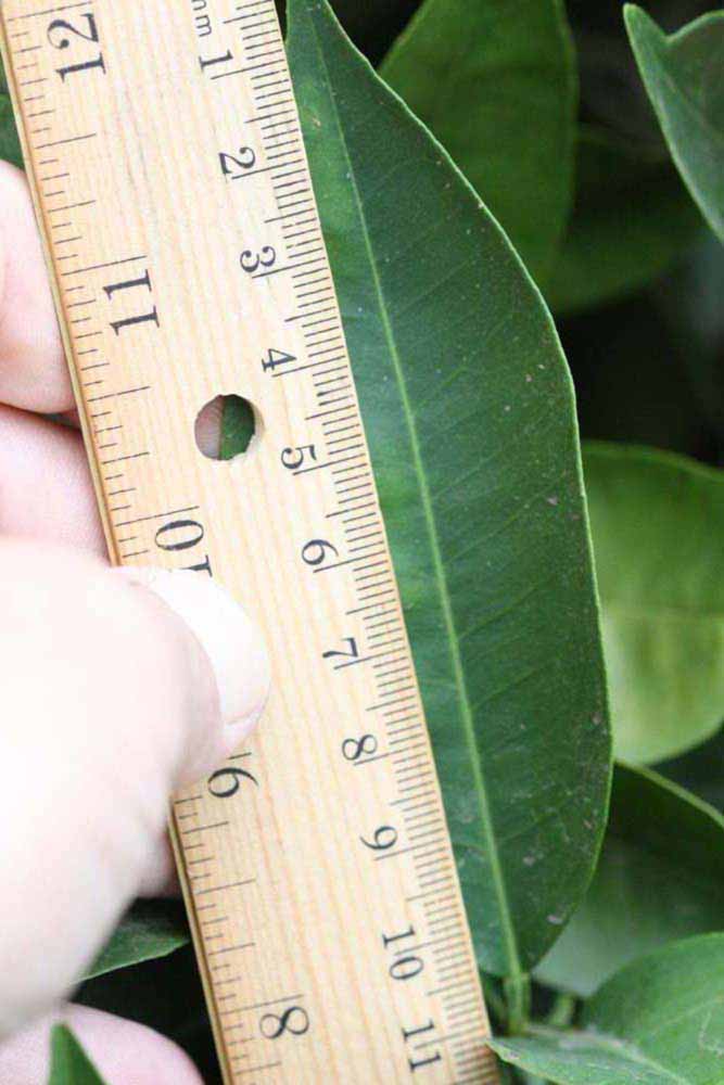              Unifoliolate leaf (Riverside, CA)       